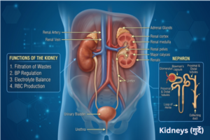 Kidneys (गुर्दे)